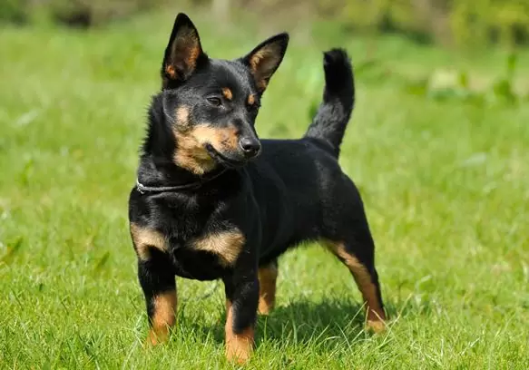 Short-Legged Dog