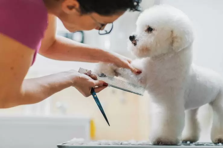 Grooming Requirements of Short-Legged Dog