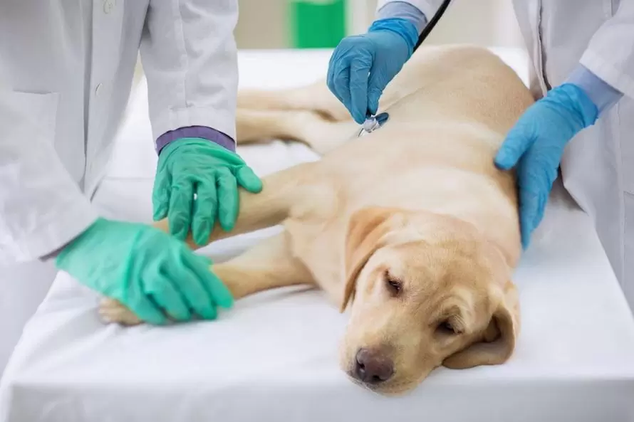 What is the cause of dog poisoning