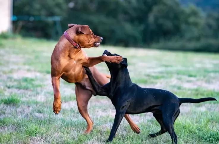 dog aggression