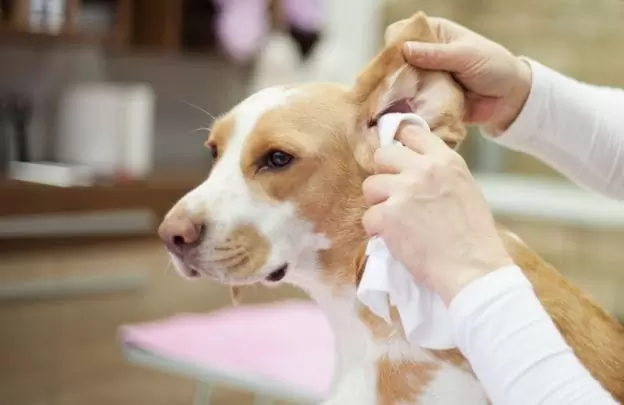 clean a dog's ears