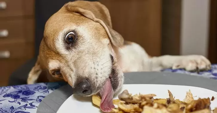 potatoes good for dogs