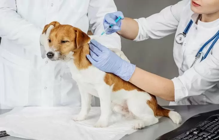 important dog vaccines