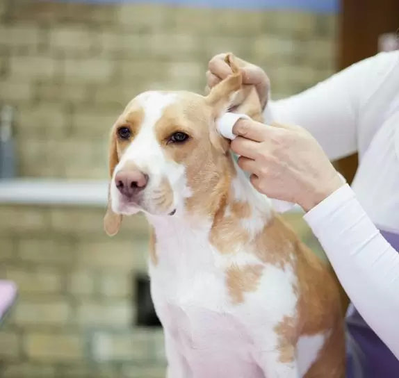 How to clean a dog’s ears?