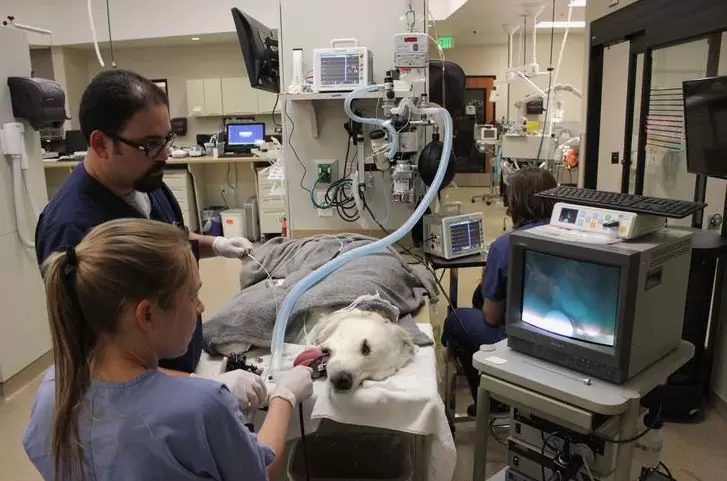 Dog endoscopy centers