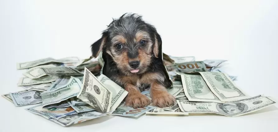 Average cost of keeping a dog per month