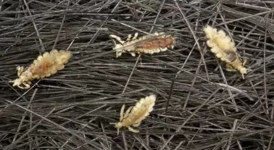 methods of eliminating lice in dogs