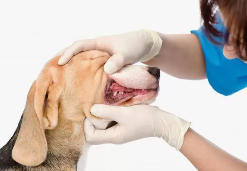 scale a dog's teeth