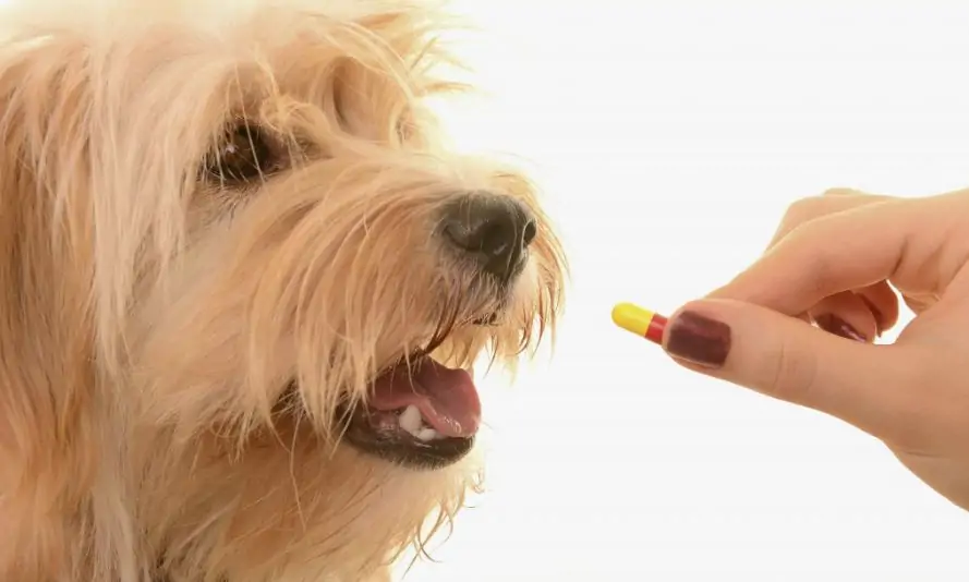 dissolve a pill in food for a dog