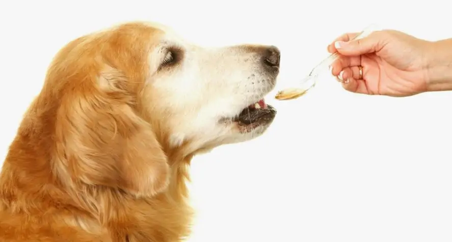 What to Do When It's Hard to Give Your Dog a Pill