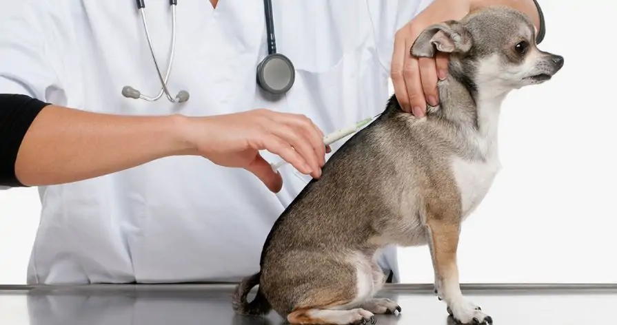 6-in-1 vaccine for dogs