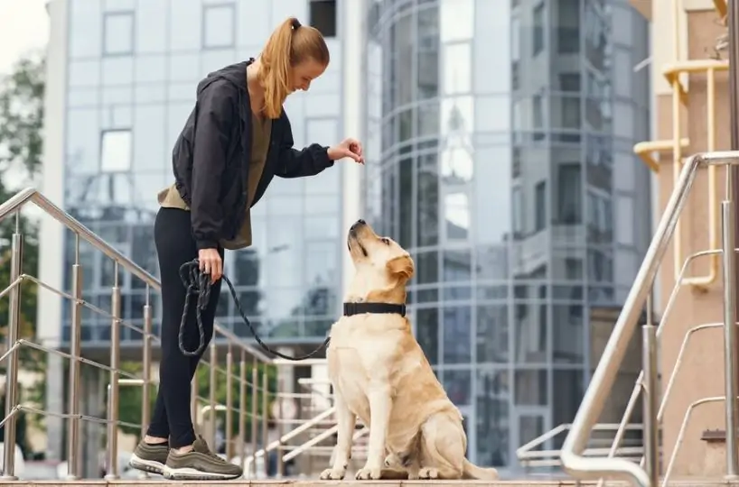 Affordable dog training service in dubai