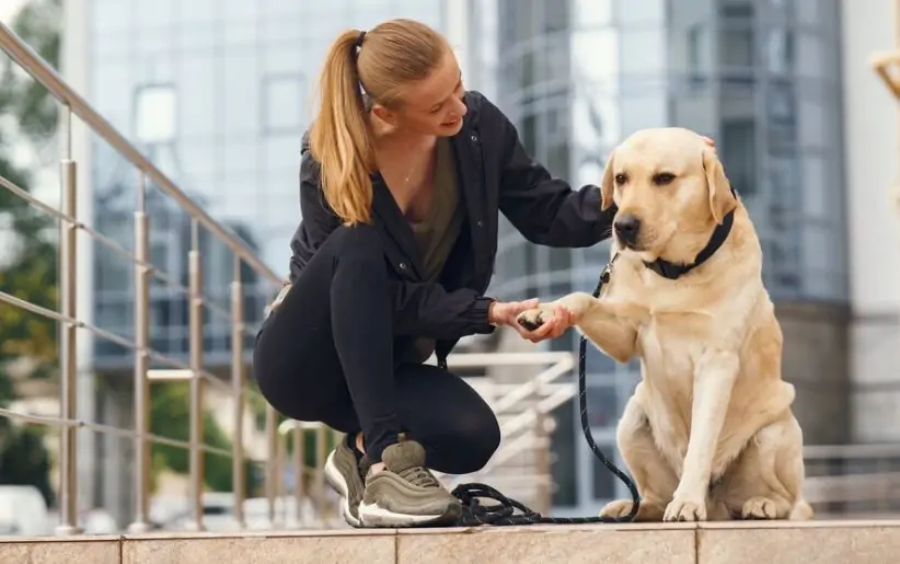 dog training service in dubai