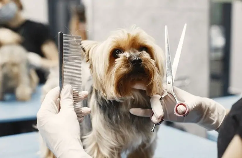 Professional dog grooming prices in dubai