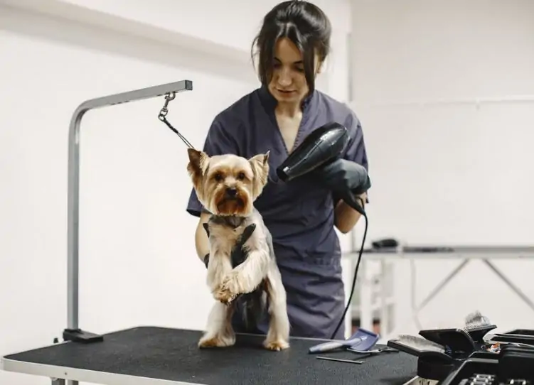 Professional dog grooming prices