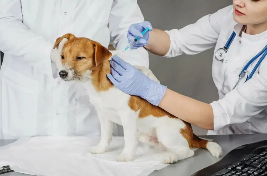 best dog vaccination center