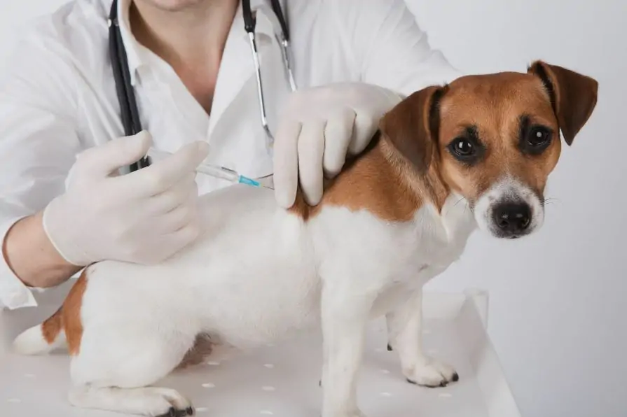 What are the key features of the best dog vaccination in Dubai?