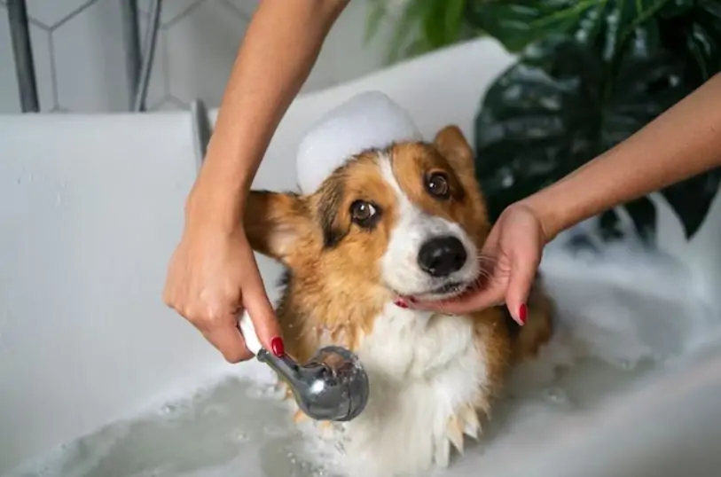 Grooming in Dubai