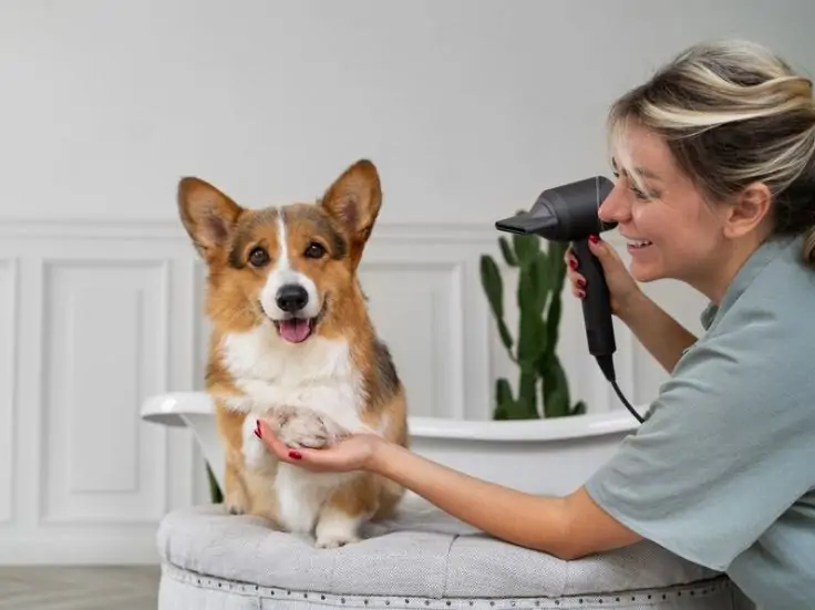 Mobile pet grooming dubai price