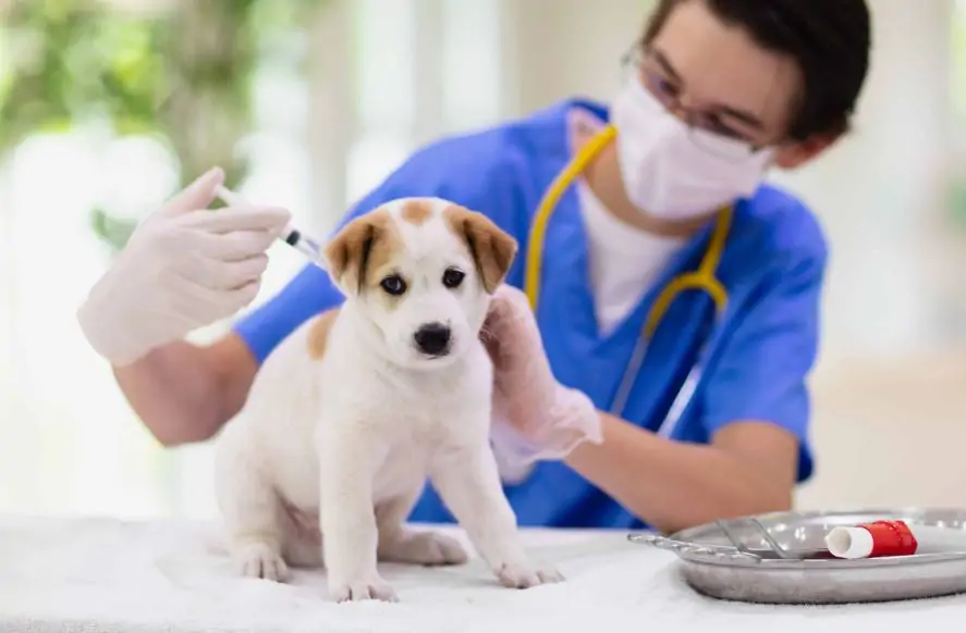 vaccines necessary for dog training service