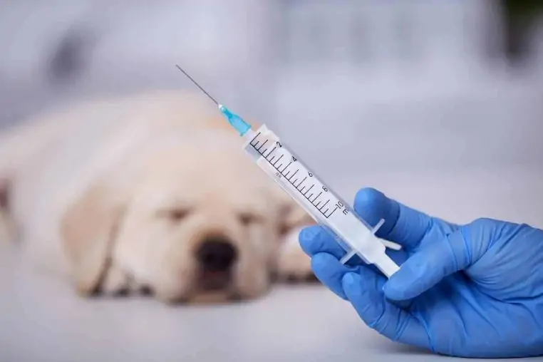 vaccine for dogs