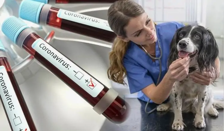6 in 1 vs 5 in 1 Dog Vaccines