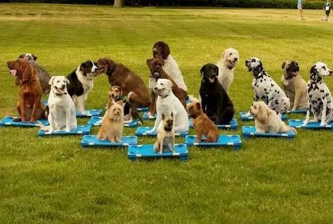 puppy training classes