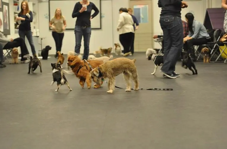 Best puppy training classes near me