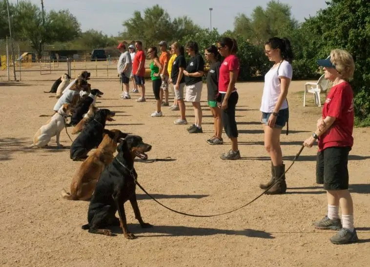 Adult Dog Training