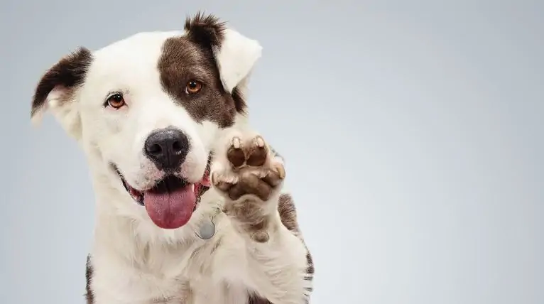 DHPP vaccine necessary for dogs
