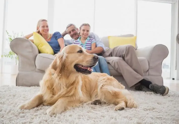 DHPP vaccine necessary for dogs or Not?