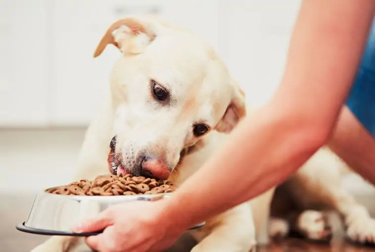 best protein for dogs | Top Choices & Nutritional Needs