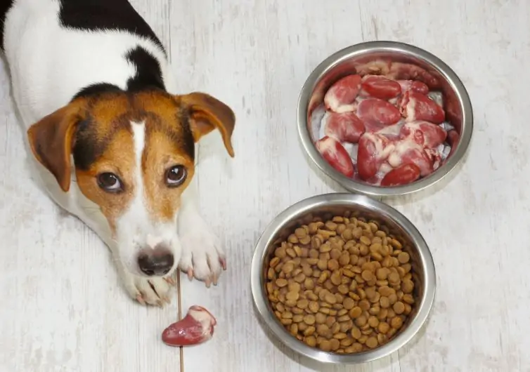 What is the best protein for dogs?