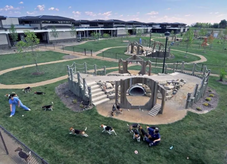 Dogs Play Center in Dubai