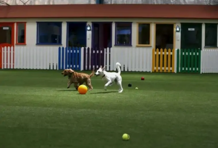  park Dogs in Dubai