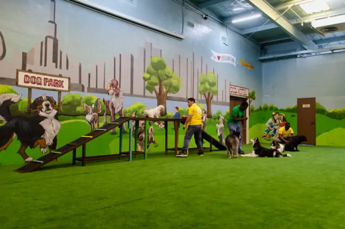 Park and dogs play center in Dubai