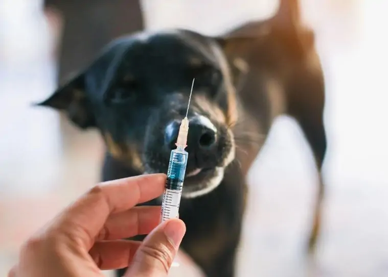 What Are the Common Dog Vaccinations?