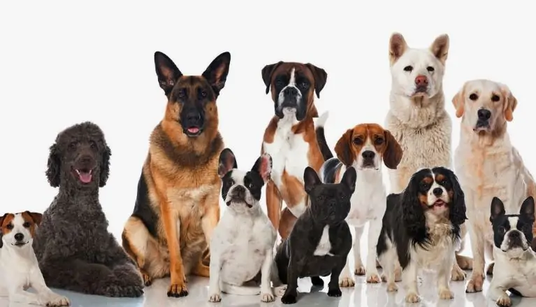 Puppy Vaccine Schedule