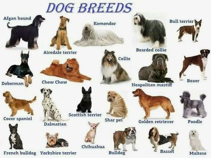 dog vaccines due for different breeds