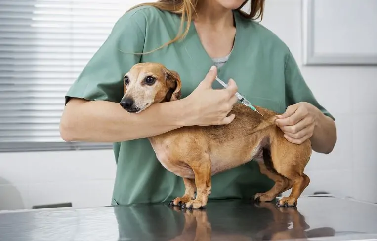 Are yearly vaccines really necessary for dogs?
