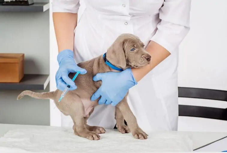 Adult dog vaccines