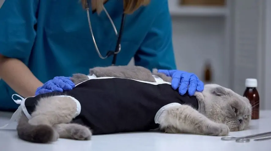 symptoms of canine Adenovirus type 1 infection