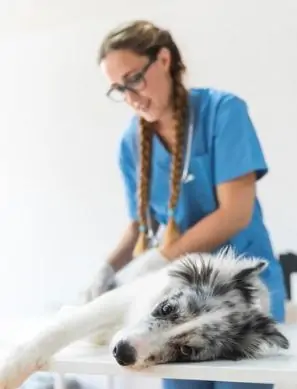 Specialized dog surgery services in Dubai