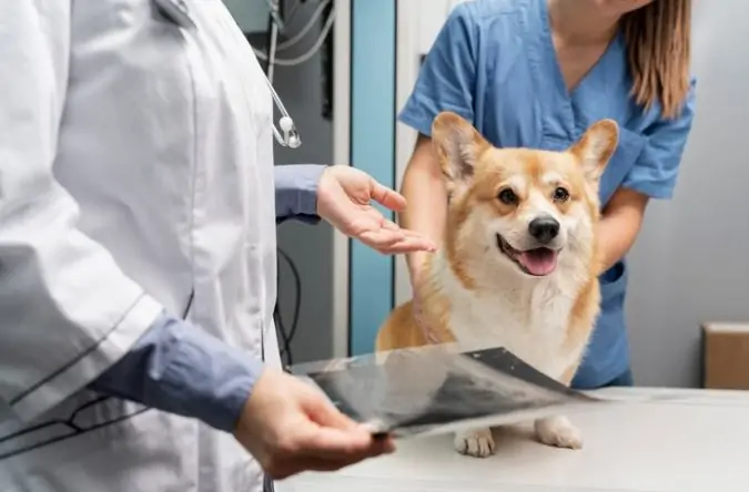 Specialized dog surgery services in Dubai