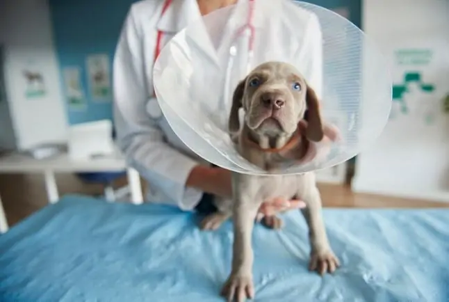 Surgeon for spaying dogs