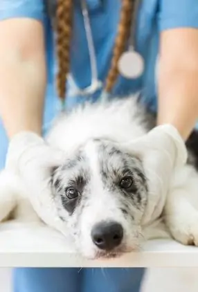 What are the benefits of spaying dogs?