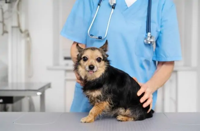 best surgeon for spaying dogs