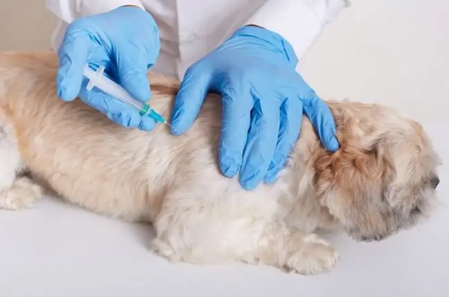what is the cure for canine Adenovirus type 1 infection?