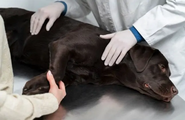 What is the canine Adenovirus type 1 infection?