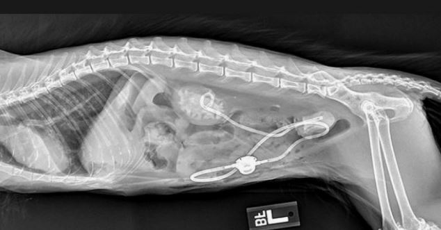 Kidney stones in pets